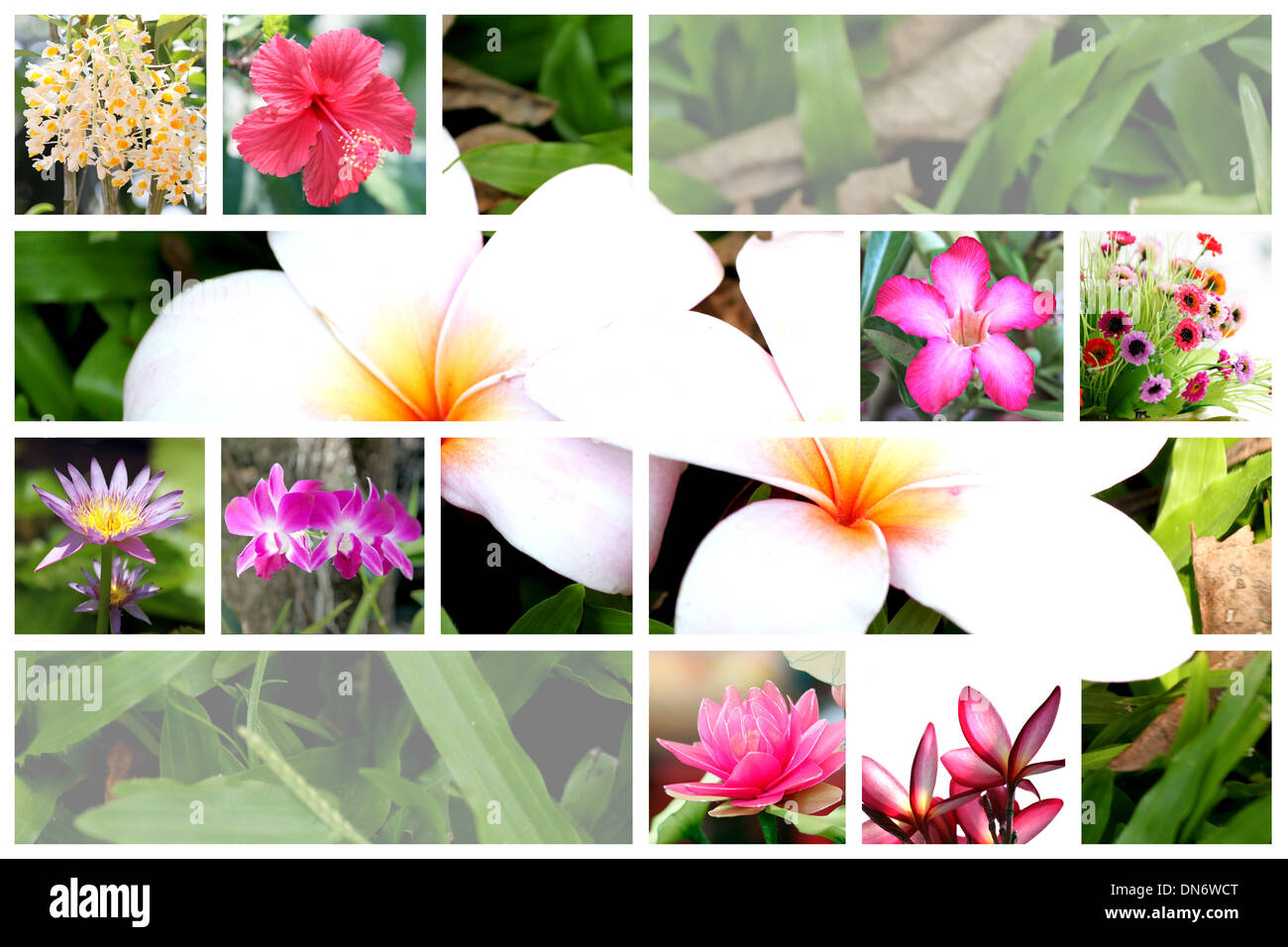 The mix Flower in table of Tropical flower wide variety. Stock Photo
