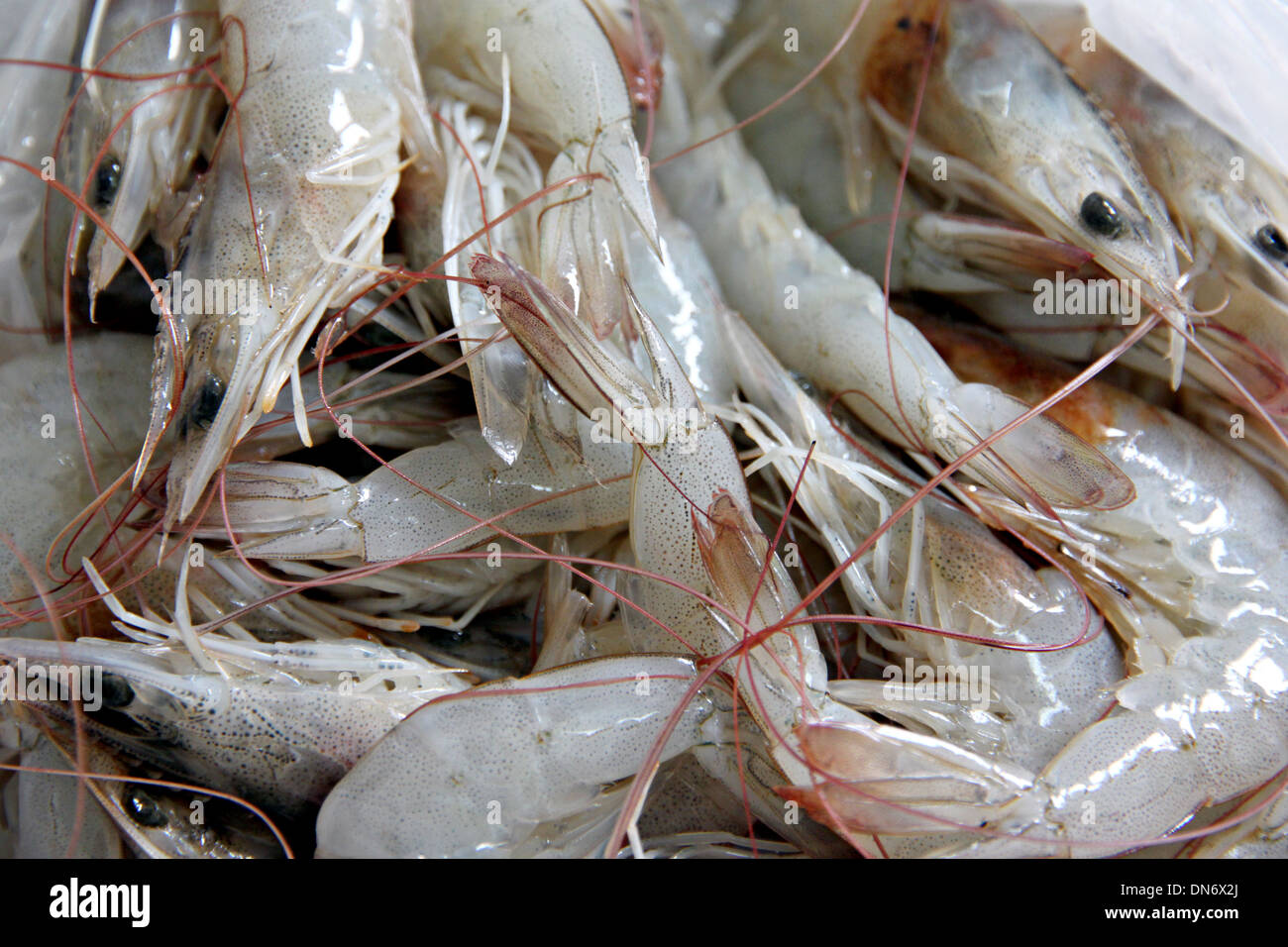 The Picture Many raw shrimp as garnish in cooking. Stock Photo