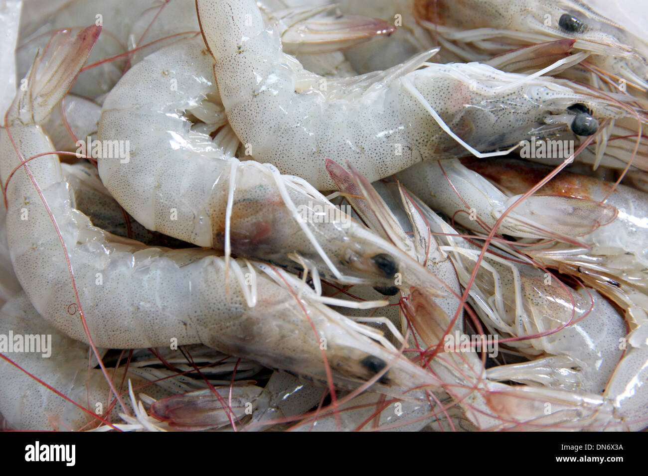 The Picture Many raw shrimp as garnish in cooking. Stock Photo