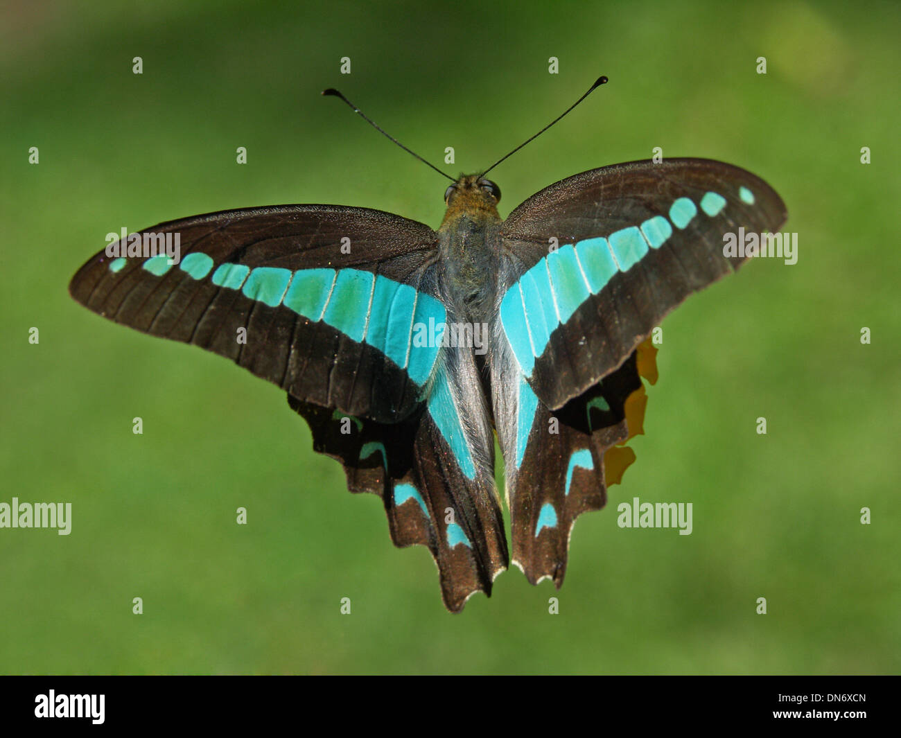 Blue triangle butterfly australia hires stock photography and images