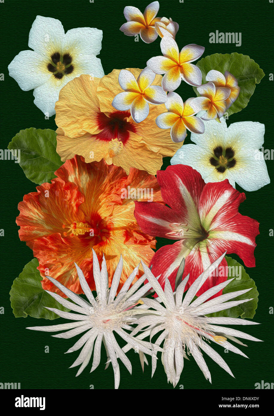 Unique digital floral art design with orange hibiscus, frangipani, red hippeastrums, and white turnera flowers and foliage on black background Stock Photo