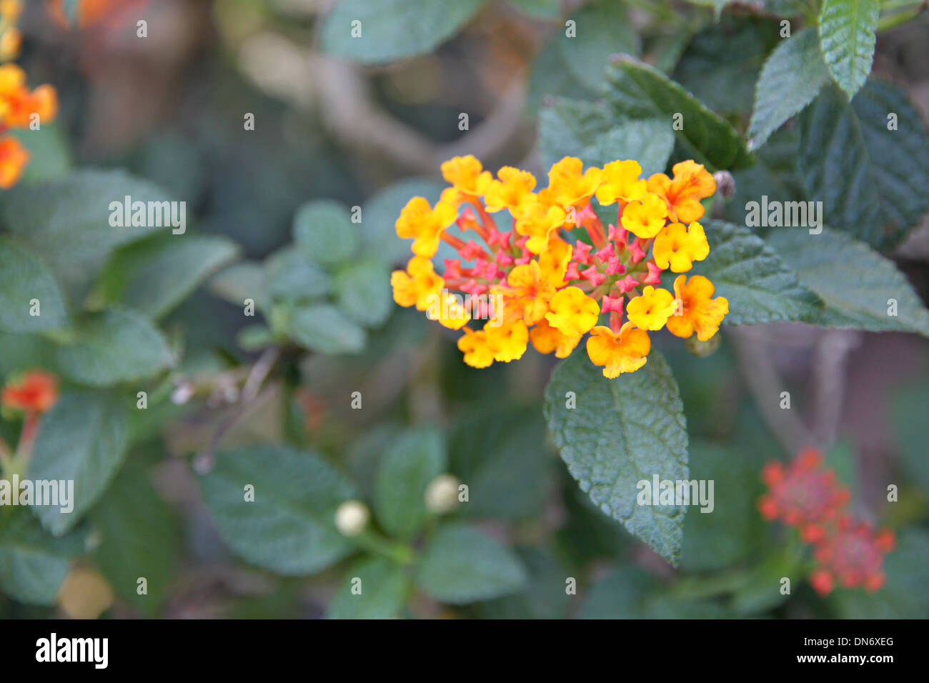Yellow Lantana Flowers in Backyard. Stock Photo