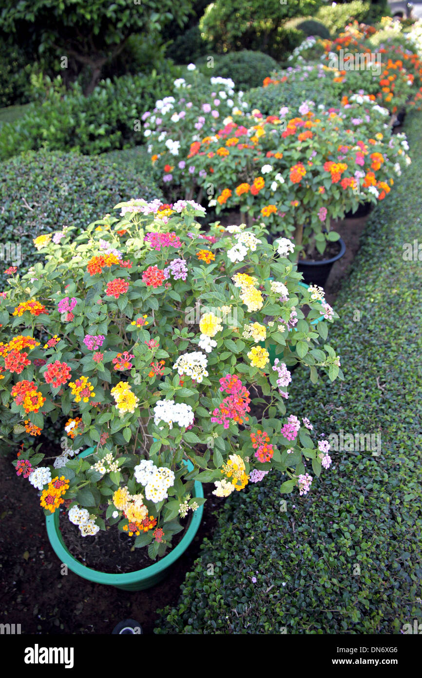 Colorful of Lantana Flowers in Backyard. Stock Photo