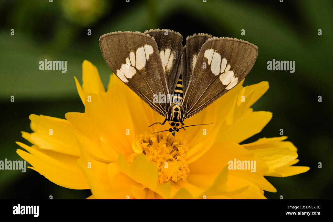 Australian moths hi-res stock photography and images - Alamy