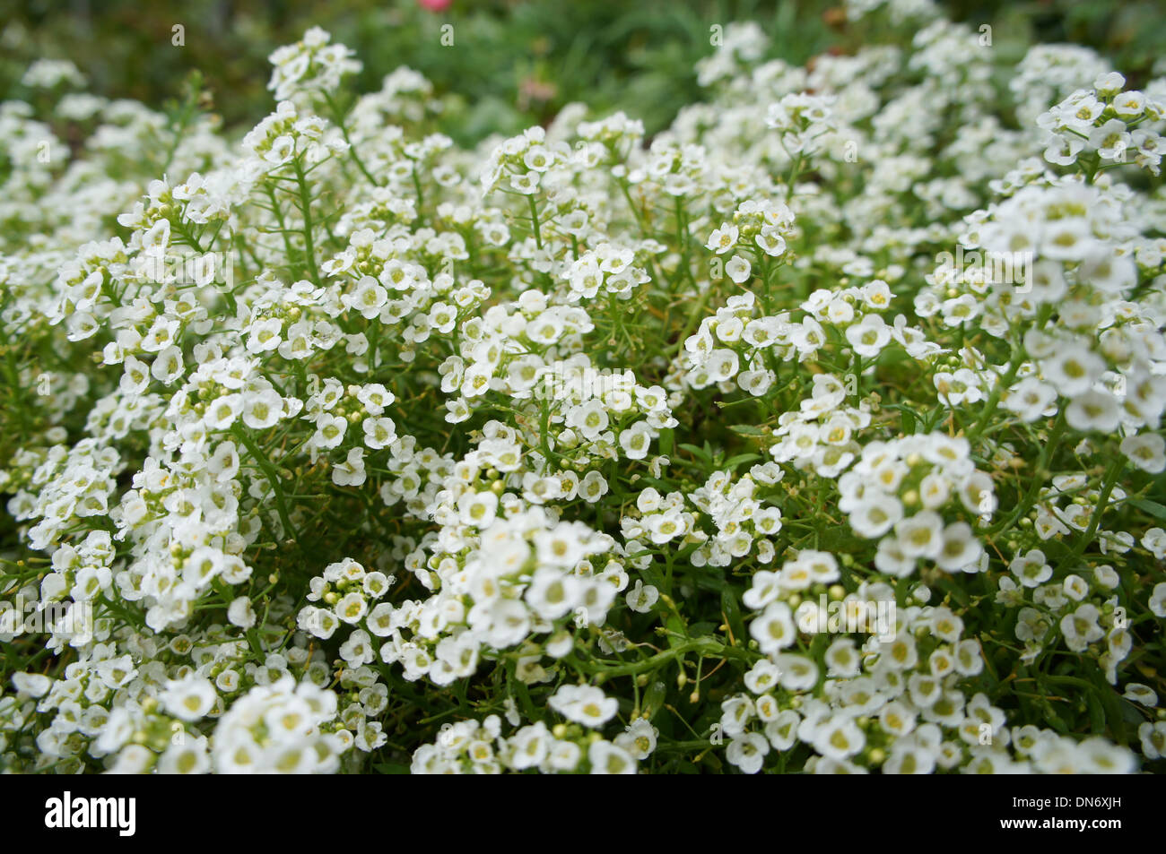 Aie Top White Alyssum