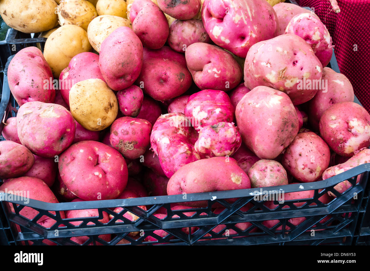 Display of freshly harvested red potatoes at a farmers market.  Beaverton, Oregon Stock Photo