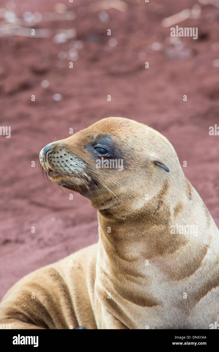 Galapagos Sea Lion pup (Zalophus californianus wollebaeki) Stock Photo
