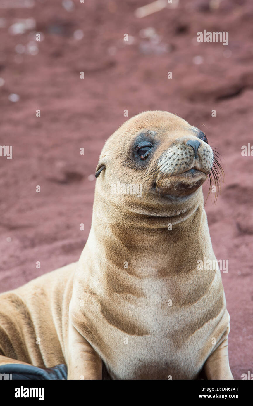 Galapagos Sea Lion pup (Zalophus californianus wollebaeki) Stock Photo