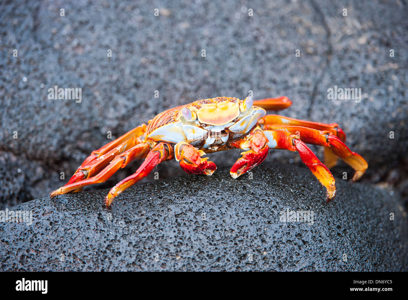 Sally Lightfoot crab (Grapsus grapsus) Stock Photo
