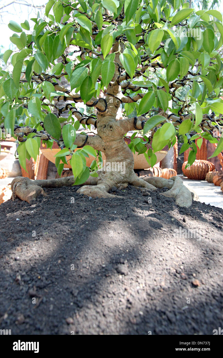 bonsai tree in jardiniere at garden. Stock Photo
