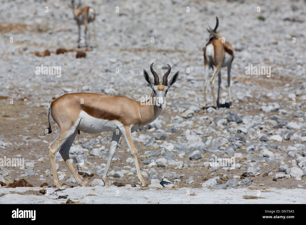Springbok Back Ridge Side view of Springboks over stone ground Stock Photo - Alamy