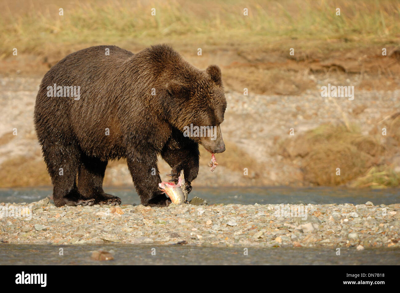 Grizzly bear (Usrsus arctos) eating a caught salmon at river bank, Katmai national park, Alaska, USA. Stock Photo