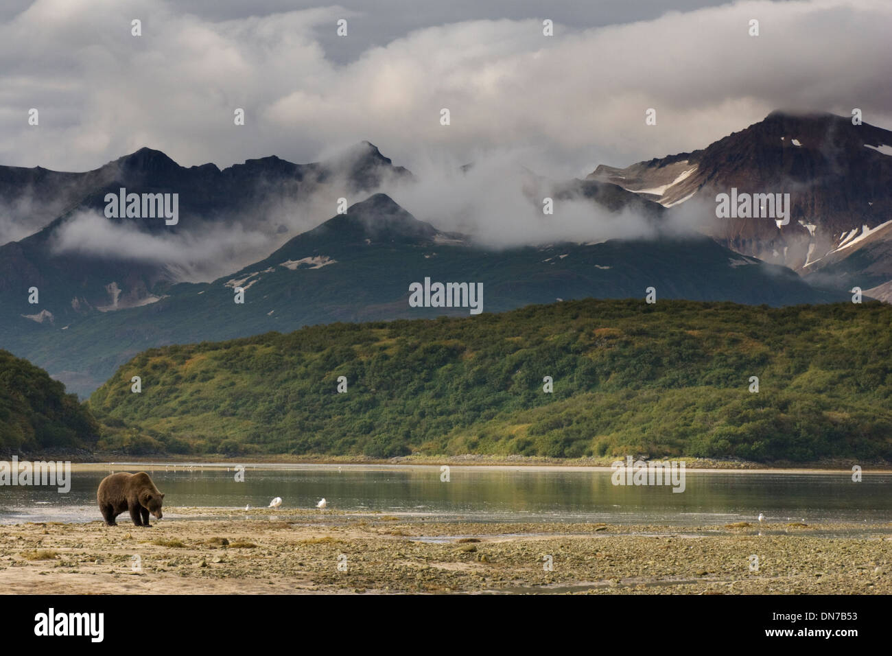 Grizzly bear (Ursus arctos) fishing in landscape, Katmai national park, Alaska, USA. Stock Photo