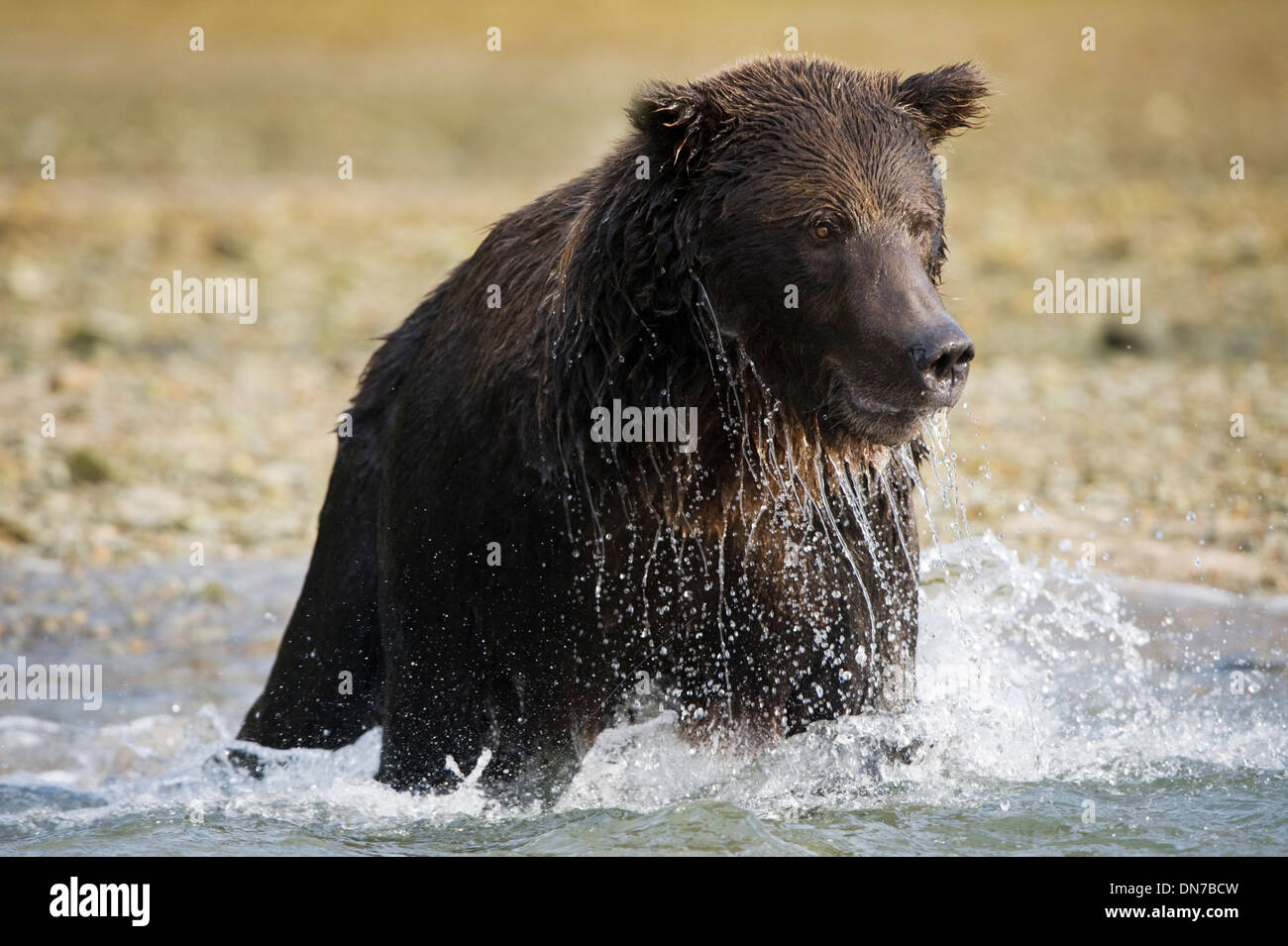 Grizzly bear (Ursus arctos) fishing in river, up close, Katmai national park, Alaska, USA. Stock Photo