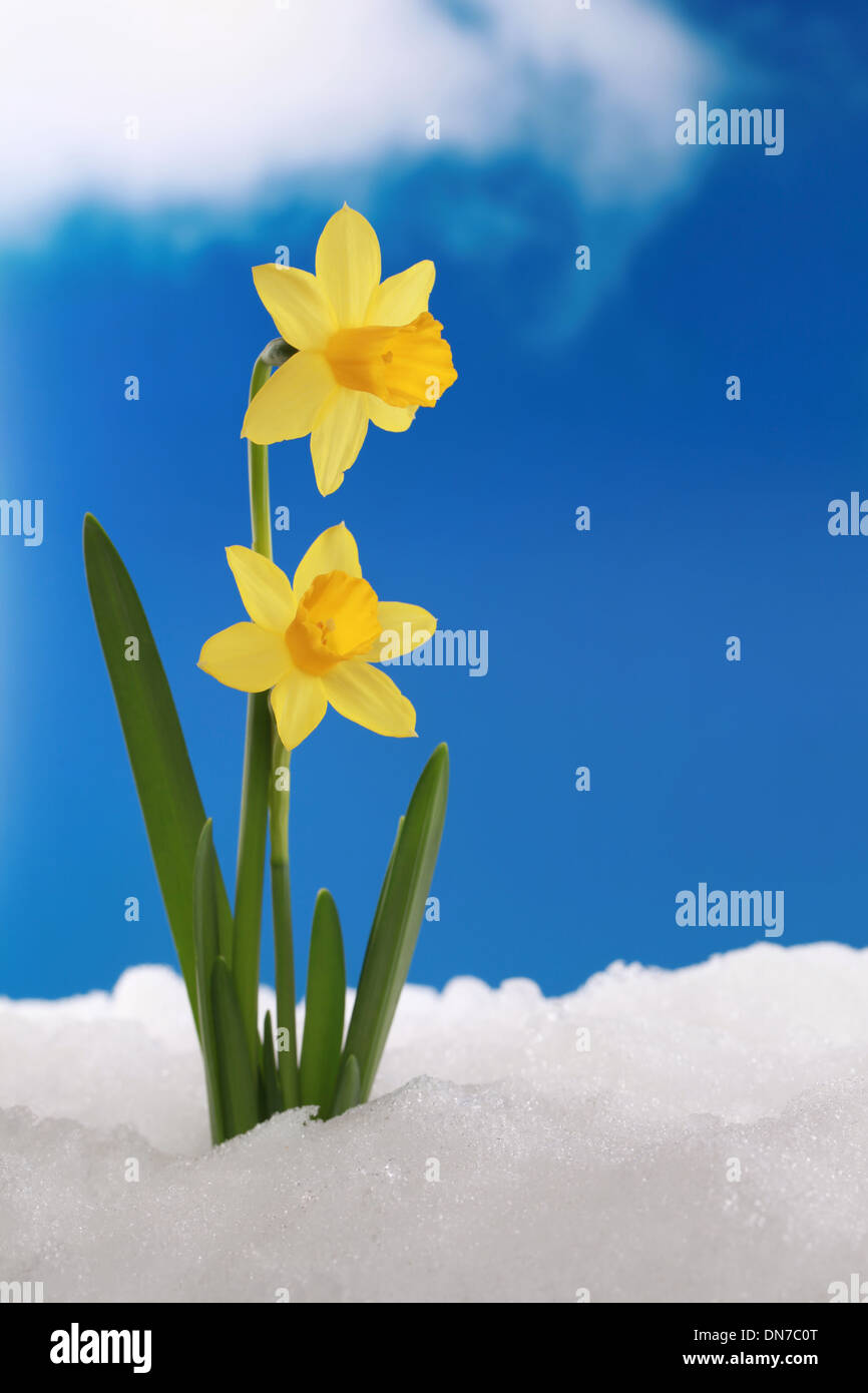 The first daffodils come through the snow Stock Photo Alamy