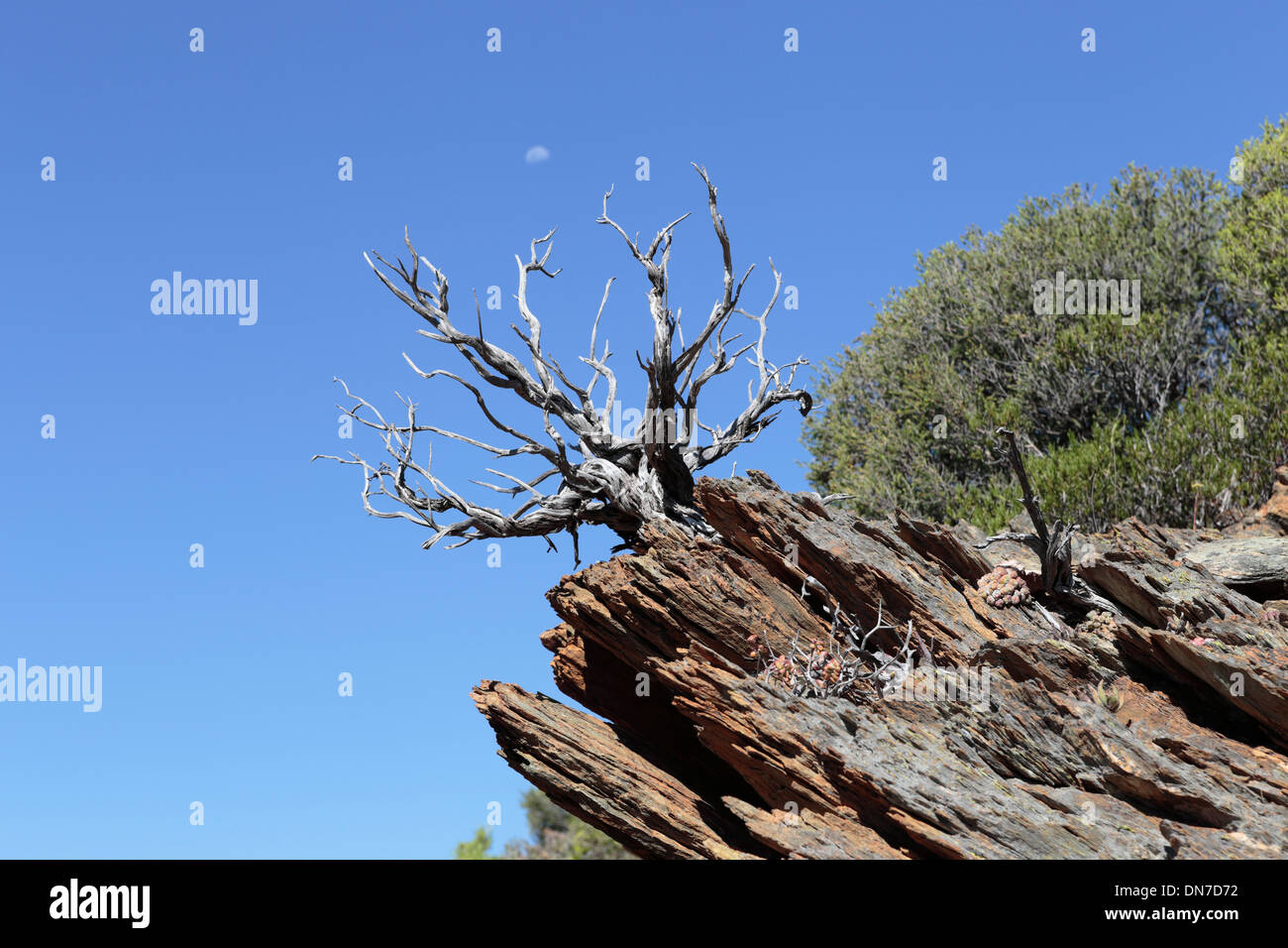 Natural bonsai dead tree on a rocky outcrop with the moon in the background Stock Photo