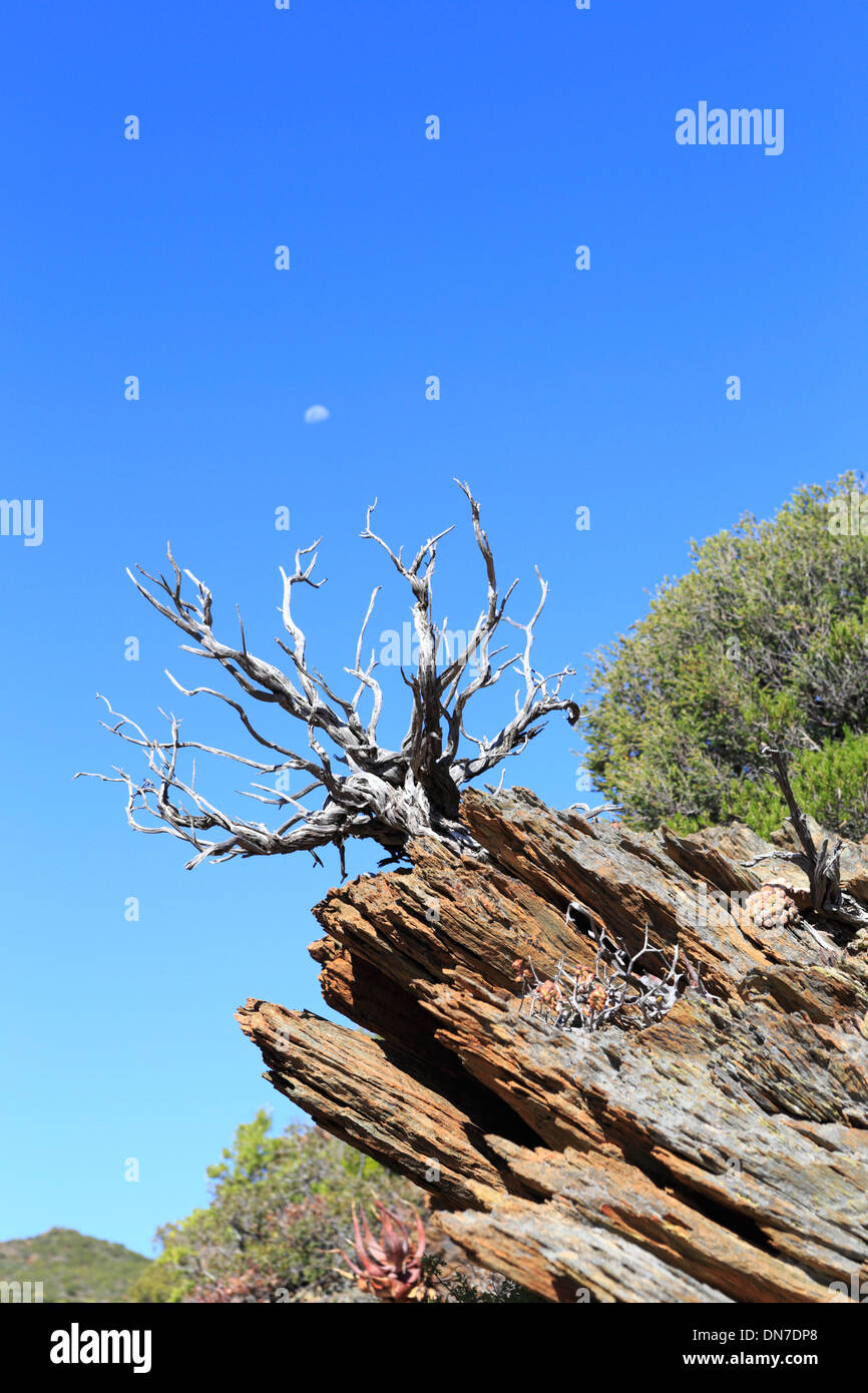 Natural bonsai dead tree on a rocky outcrop with the moon in the background Stock Photo