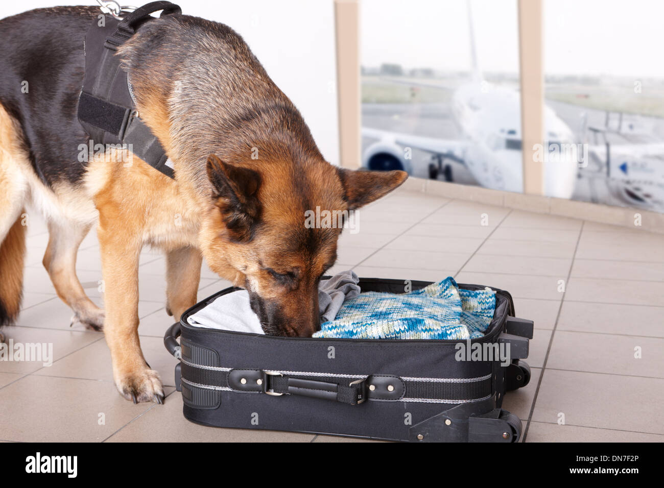 Do Dogs Sniff Luggage