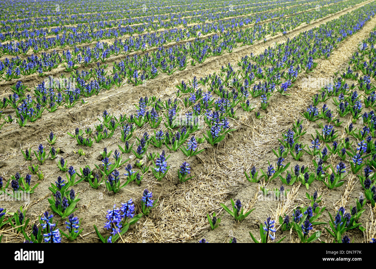 Spring time: First blue hyacinths, Noordwijkerhout, South Holland, The Netherlands Stock Photo