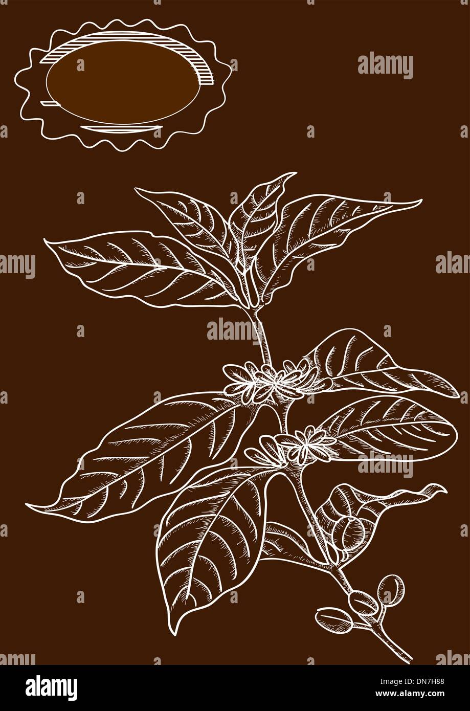 Hand drawn coffee plant illustration Stock Vector Image & Art Alamy