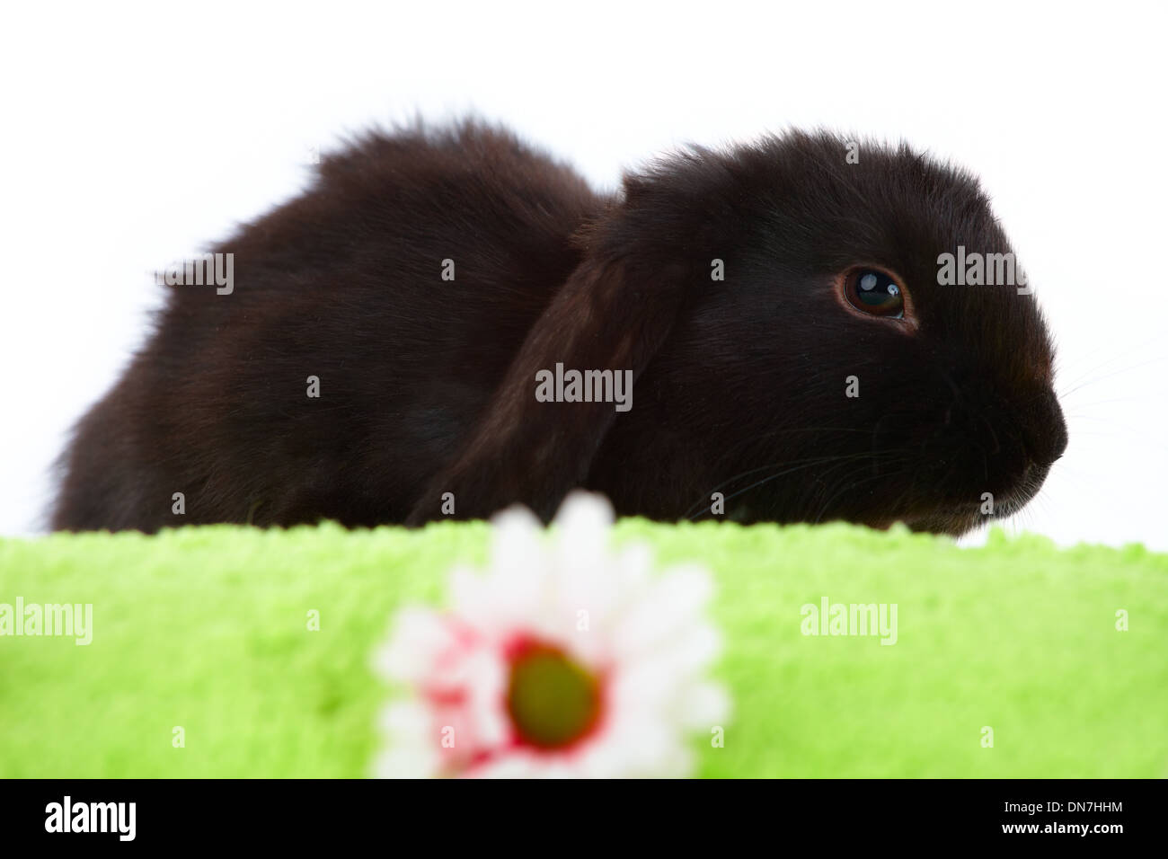 Cute baby rabbit on green, isolated on white Stock Photo - Alamy