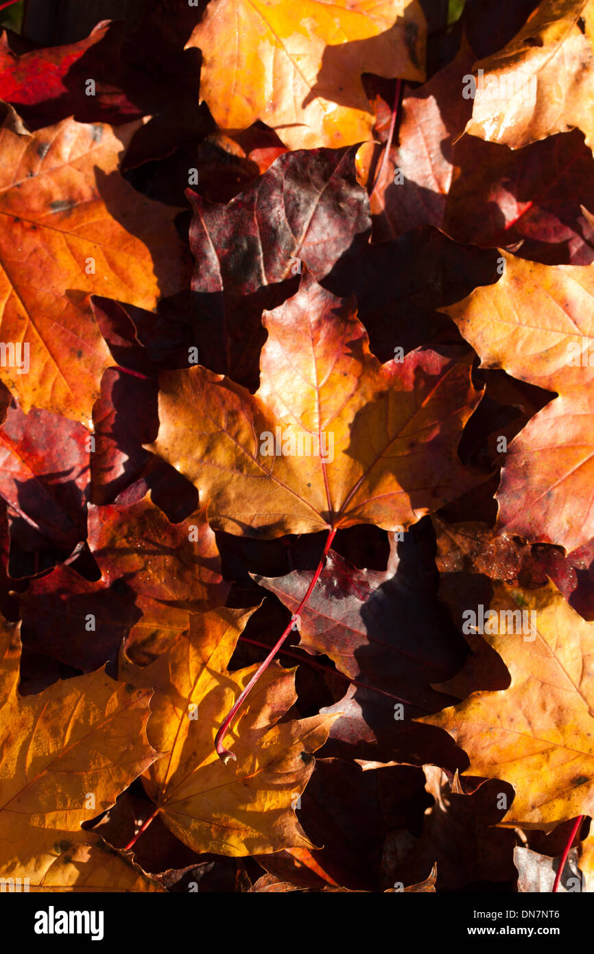 Autumn leaves on ground Stock Photo - Alamy
