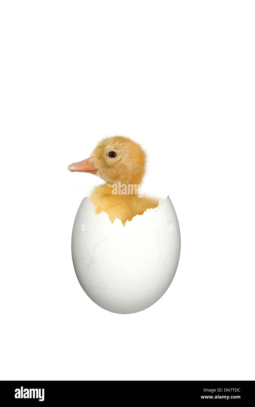 nestling of duck on white background Stock Photo