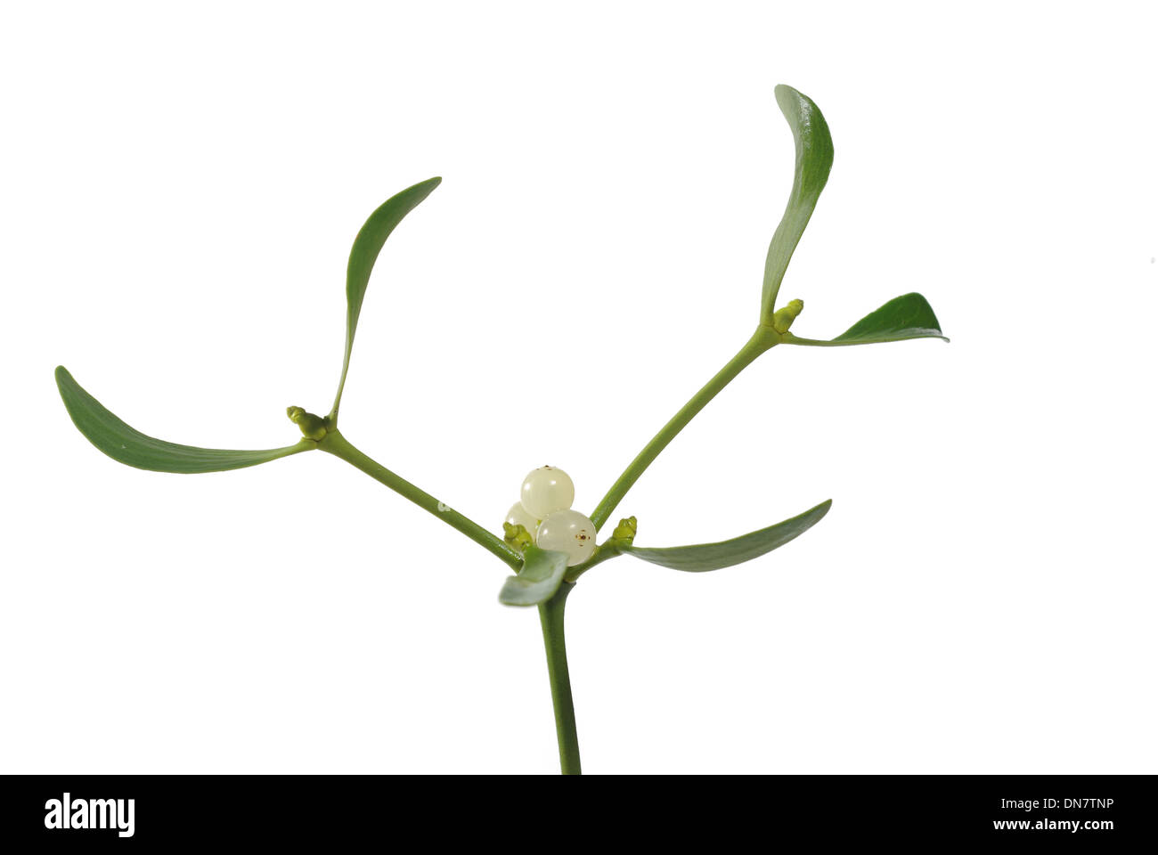 photo of mistletoe on white background Stock Photo