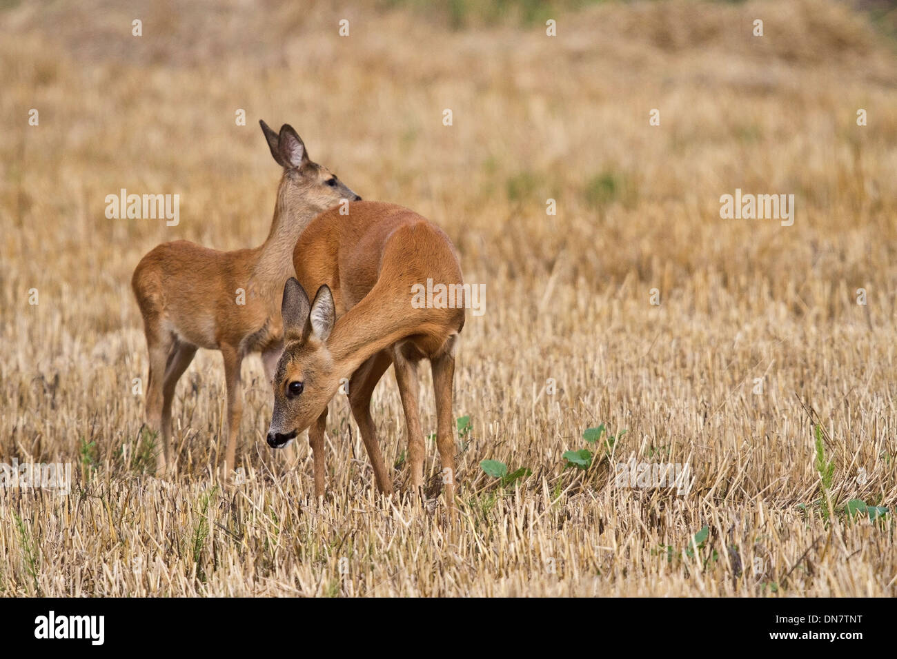 The European roe deer (Capreolus capreolus) Stock Photo