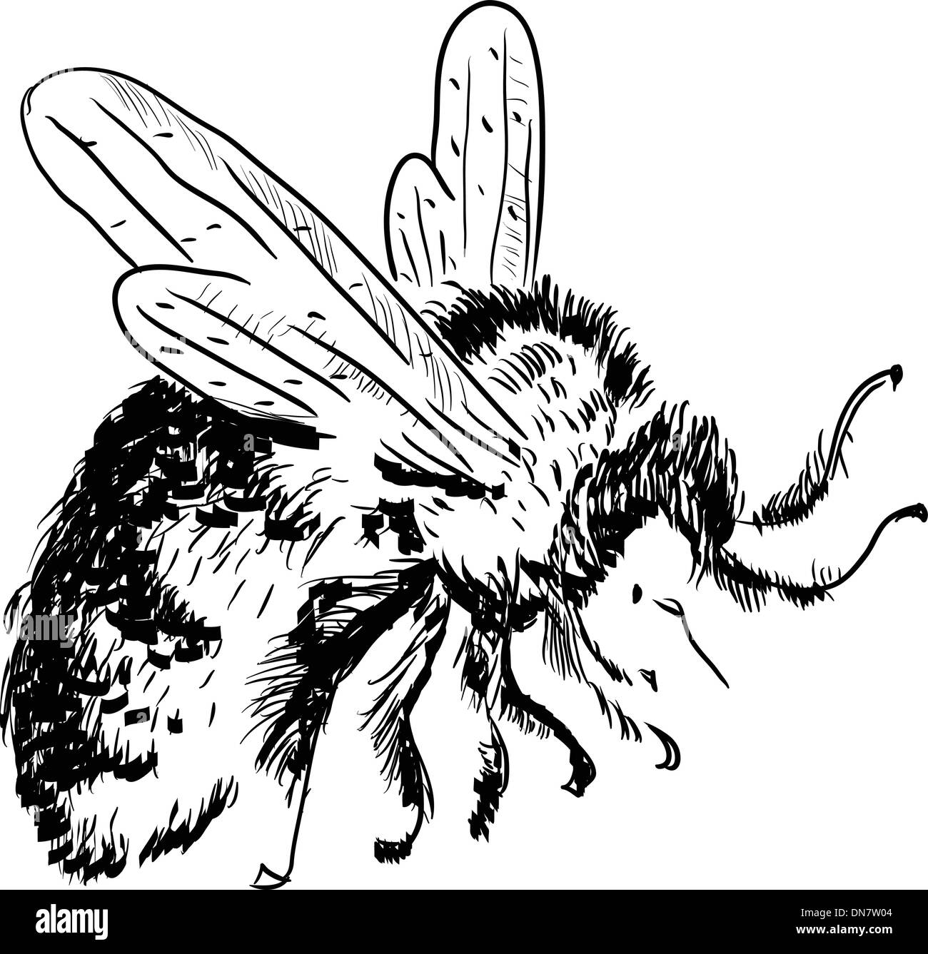Bee clipart Black and White Stock Photos & Images Alamy