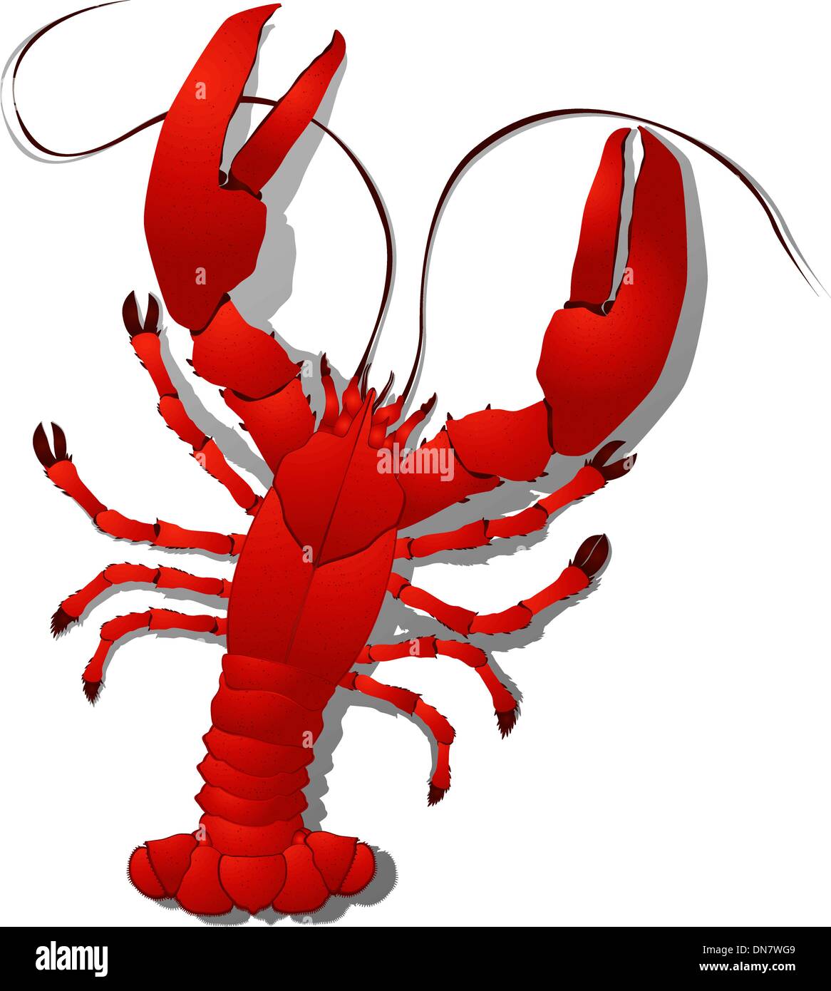Lopster Vector Lobster kitchen Stock Vector Images - Alamy