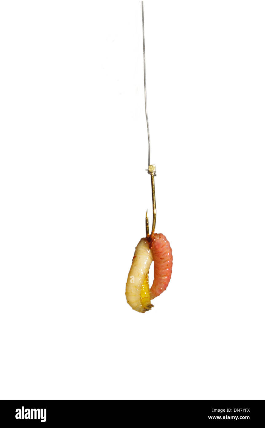 Bass on a line Cut Out Stock Images & Pictures - Alamy