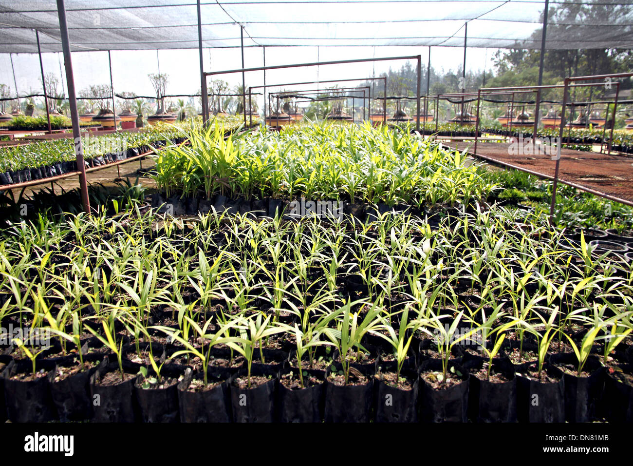 The Palm Seedlings in the Nursery Farms. Stock Photo