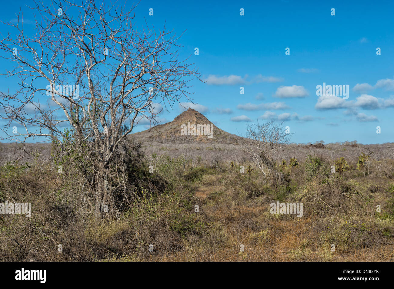 Dragon Hill, Santa Cruz Island, Galapagos, Ecuador Stock Photo Alamy