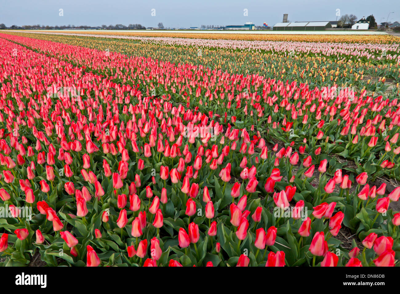 Spring time in The Netherlands: Colorful tulips in various colors, flowering at full peak, Lisse, near Keukenhof, South Holland. Stock Photo