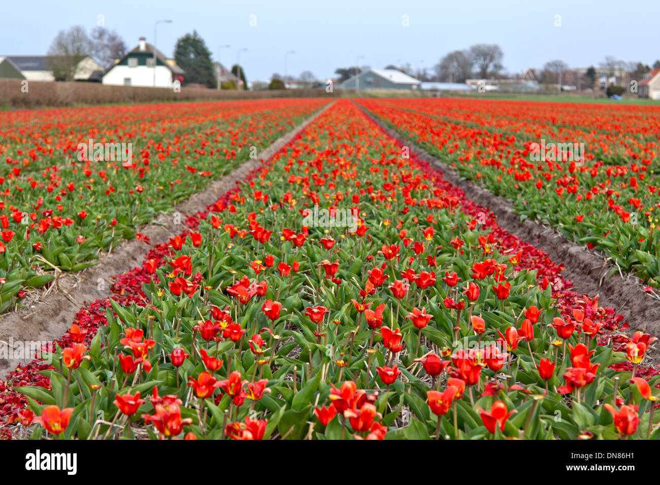 The end of spring and the tulip season, Lisse, near Keukenhof, South Holland, The Netherlands. Stock Photo