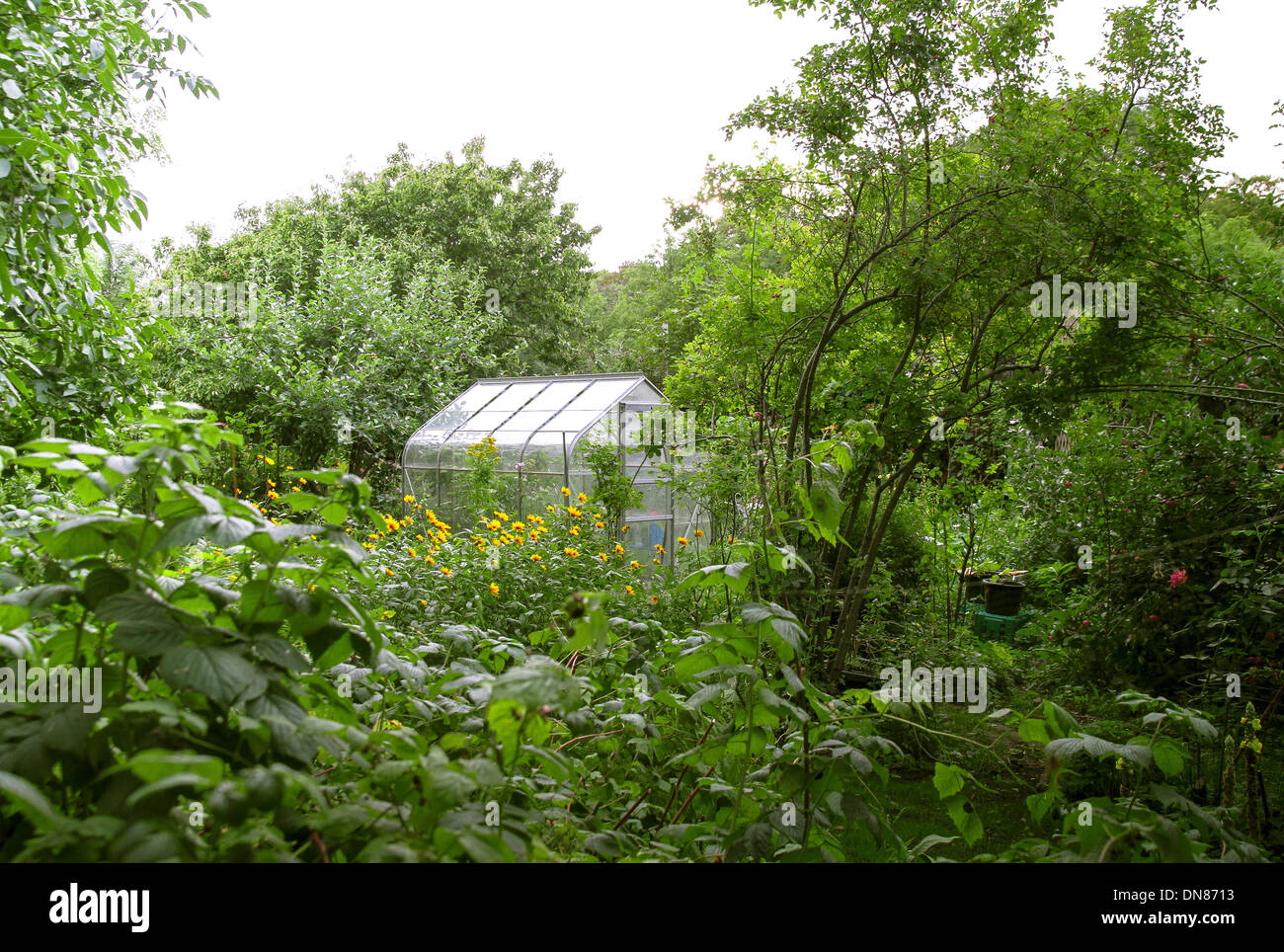 A green house lost in an overgrown garden Stock Photo