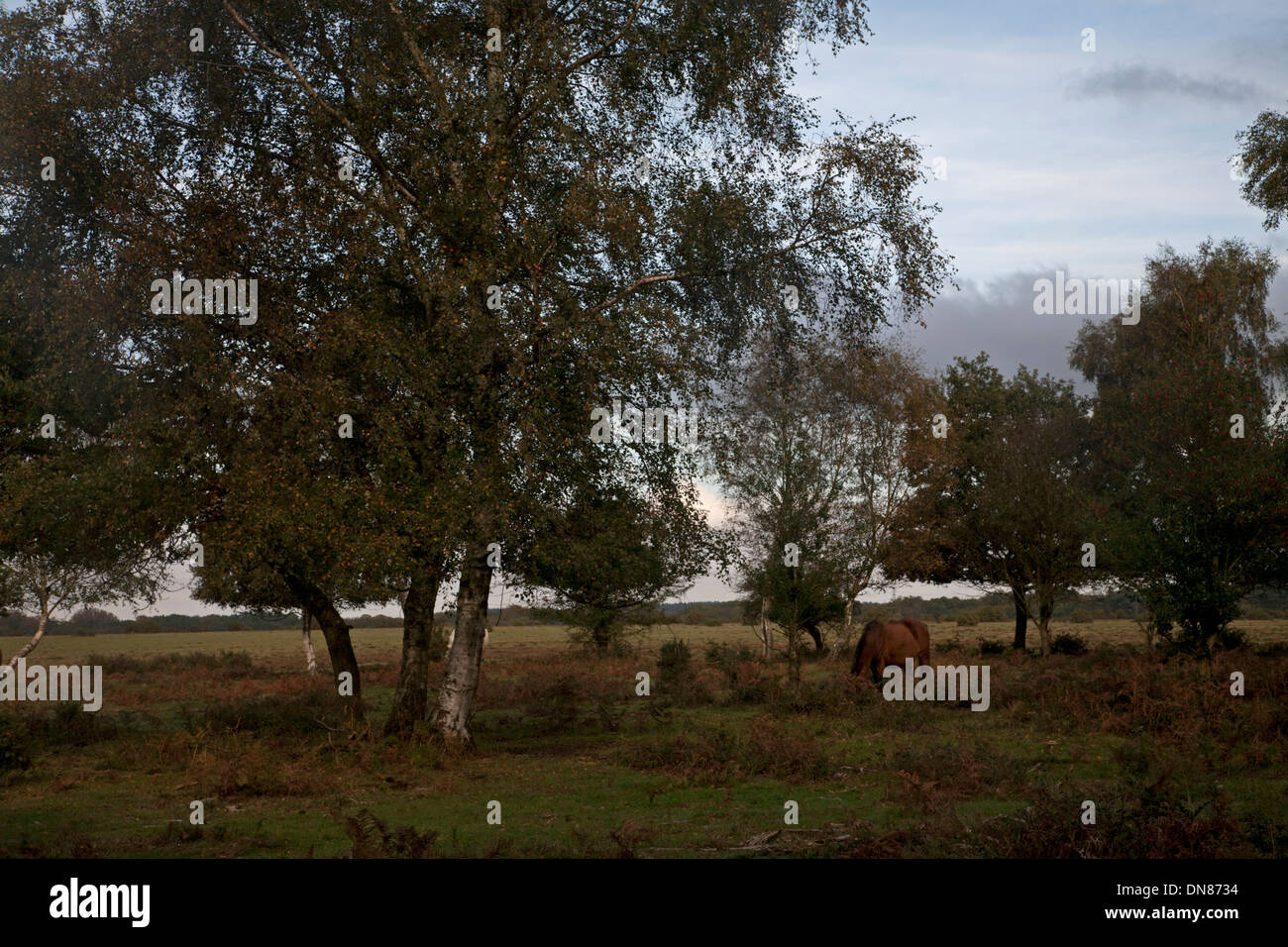 New forest horses hi-res stock photography and images - Alamy