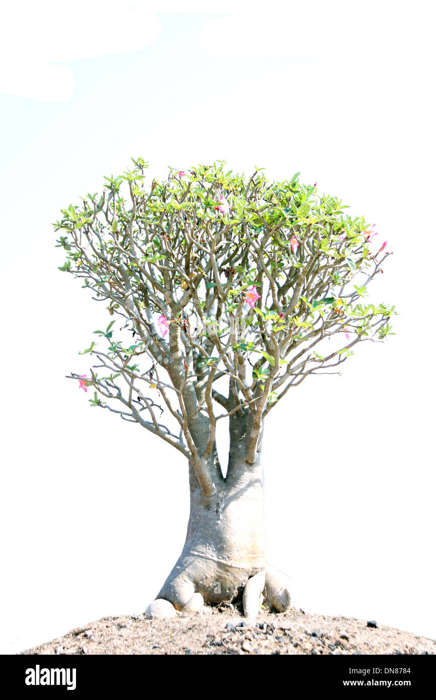 bonsai tree in garden on white background. Stock Photo