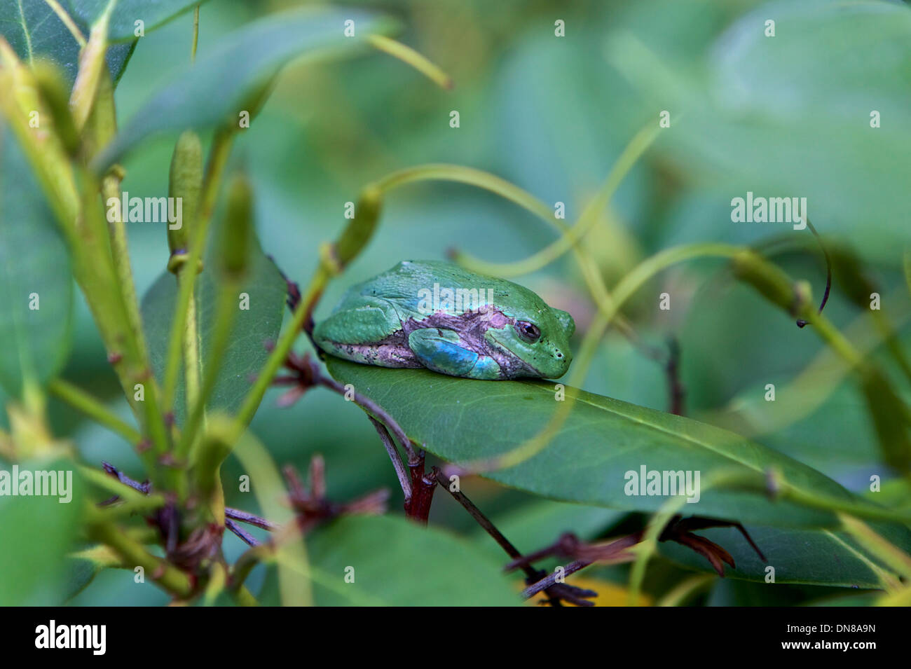 Eastern Gray Tree Frog resting in a rhododendron plant Stock Photo