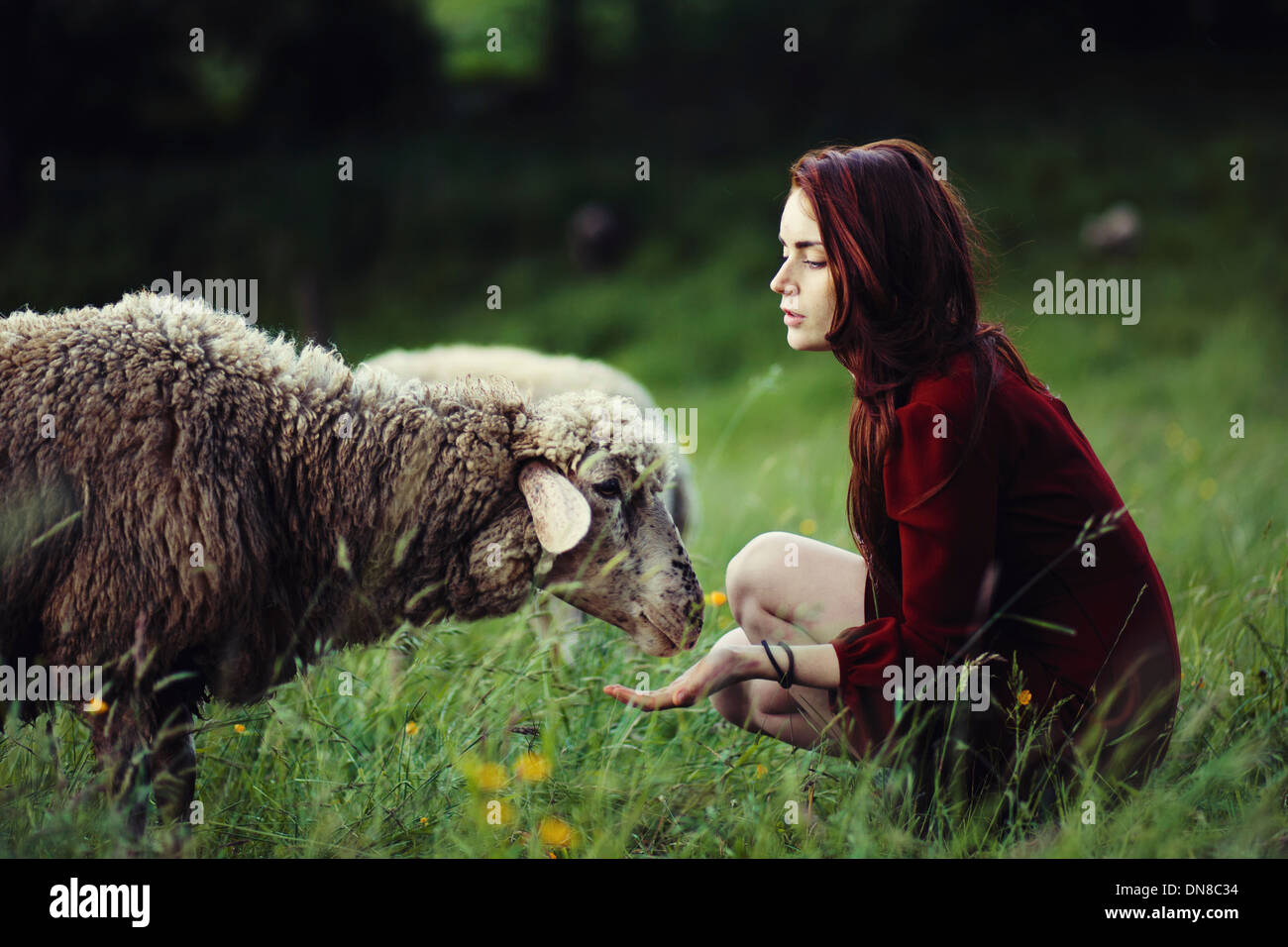 Young woman with sheep on a meadow Stock Photo