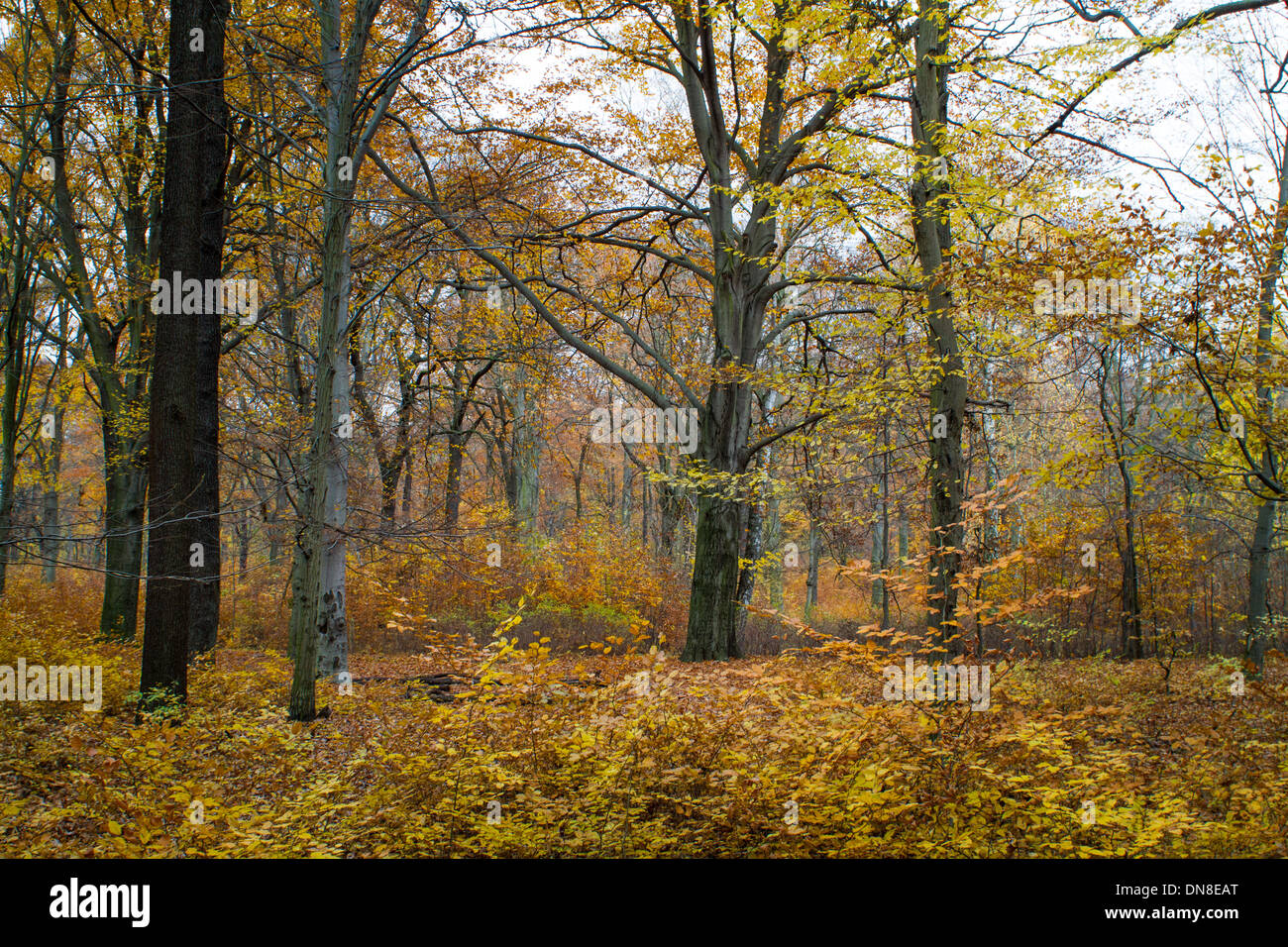 Berlin forest hi-res stock photography and images - Alamy