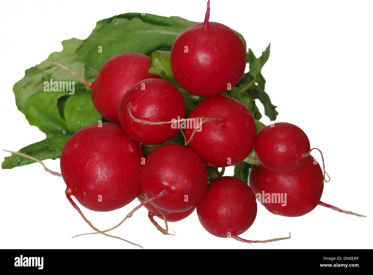 radish from green leaves on white background Stock Photo