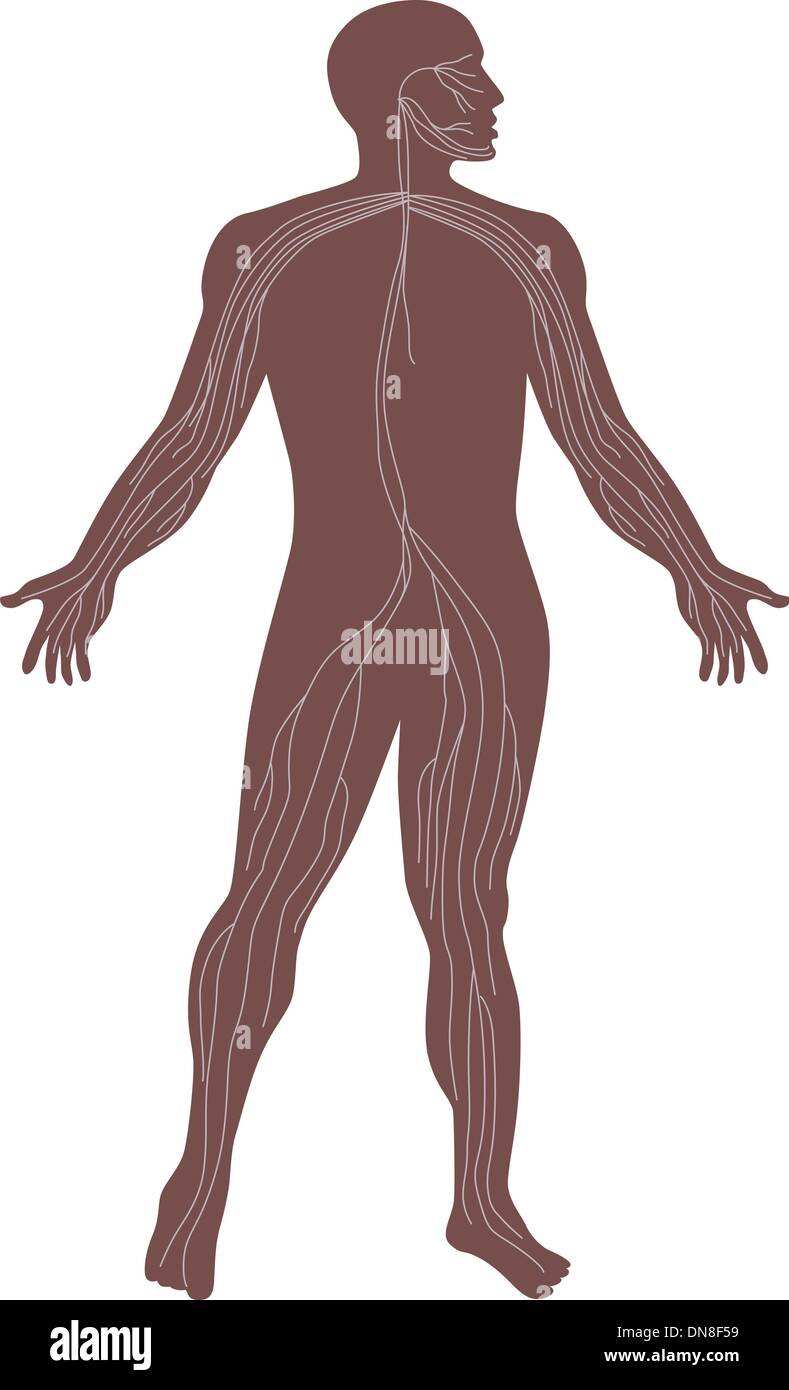 Male Human Anatomy Nervous System Stock Vector Image & Art - Alamy