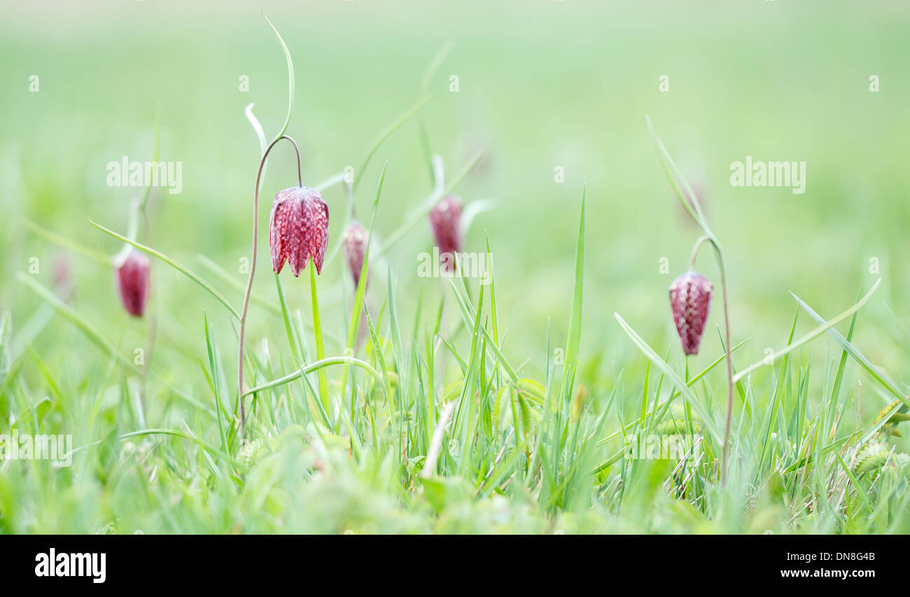 Several chess Flowers (Fritillaria meleagris) standing on a grassy meadow. Stock Photo