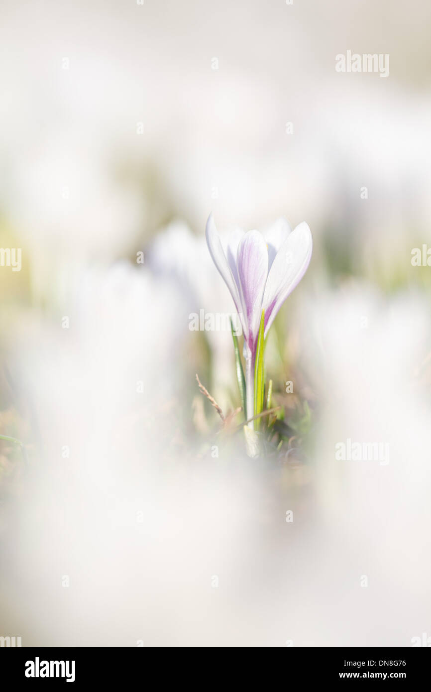 Surrounded by many white spring crocus flowers bloom stands a particularly prominent. Stock Photo