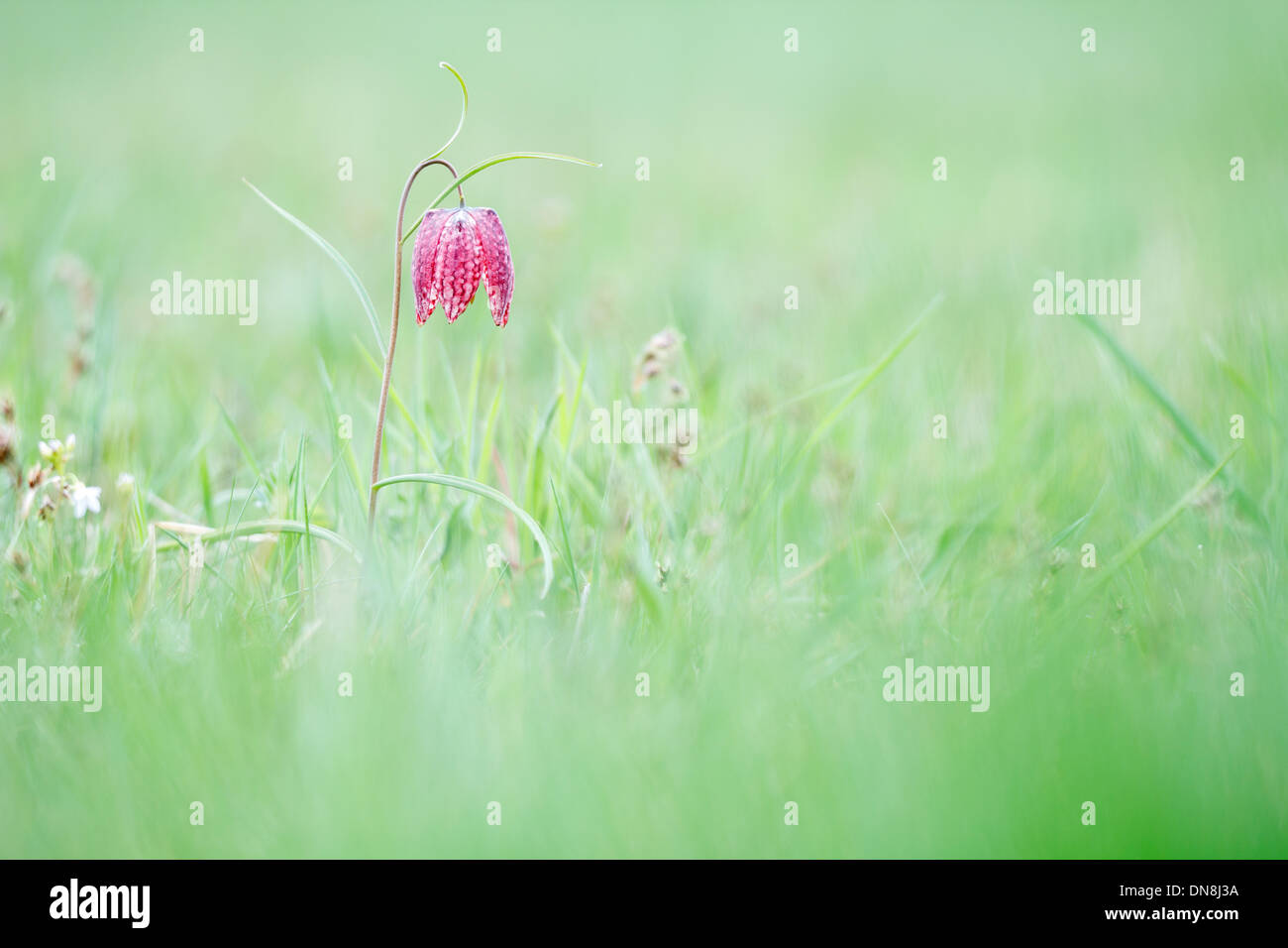 A Fritillary (Fritillaria meleagris) stands on a green grassy meadow. Stock Photo