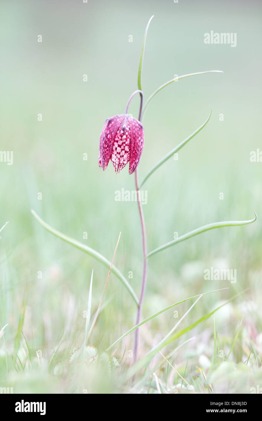 A Fritillary (Fritillaria meleagris) stands on a green grassy meadow. Stock Photo