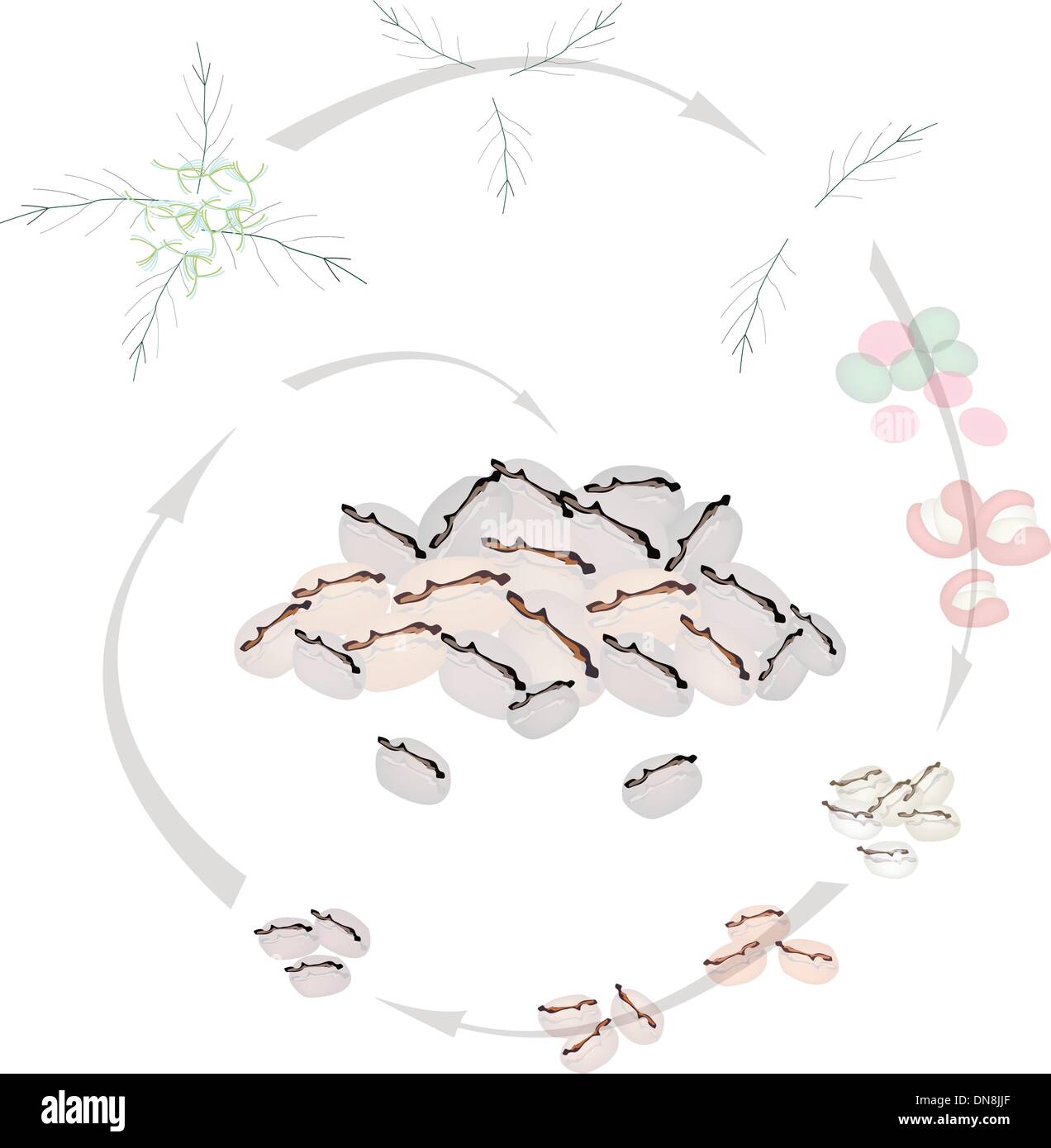 Green beans production Stock Vector Images - Alamy