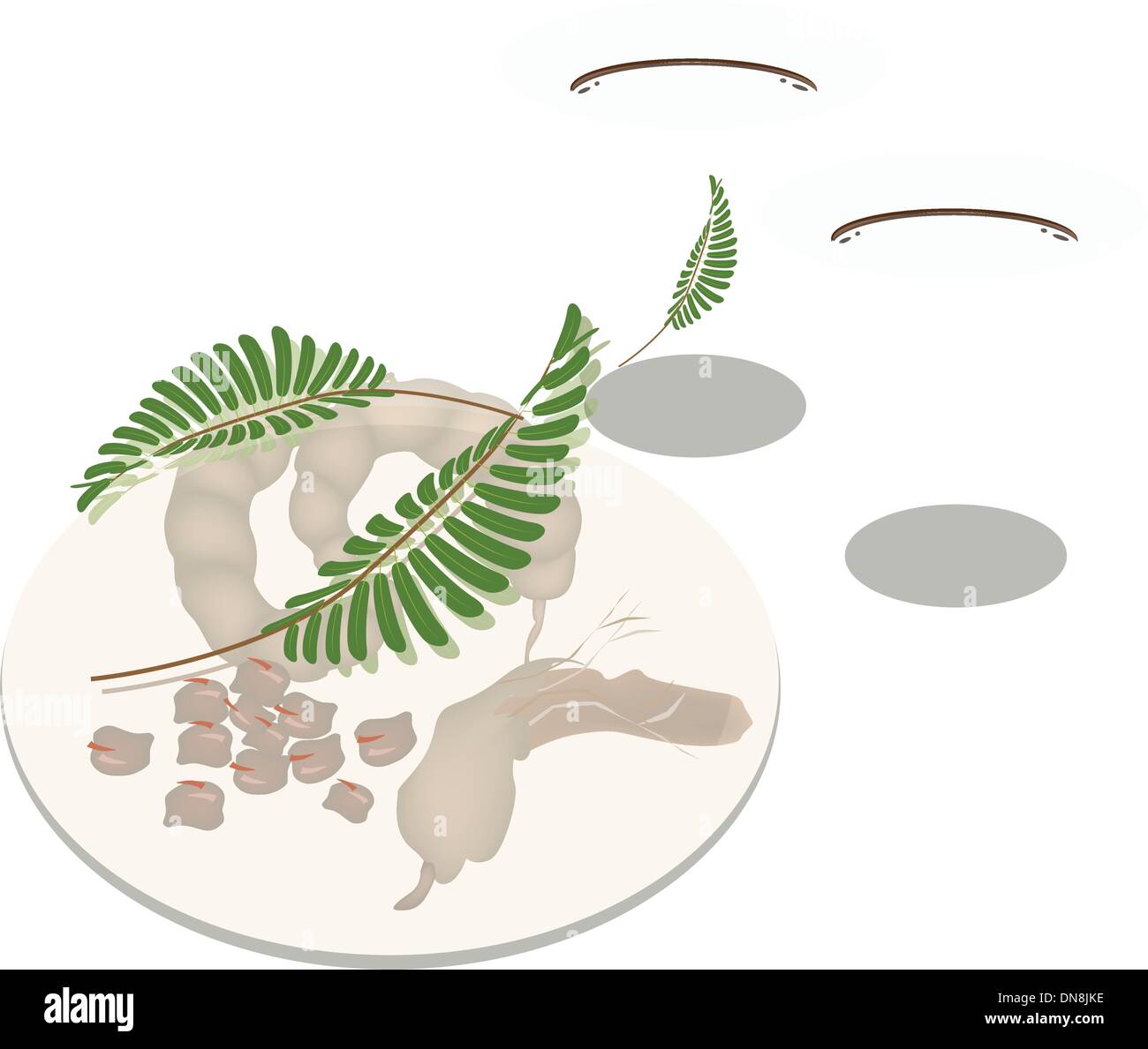 Hot Coffee with Tamarind Pod and Leaves Stock Vector